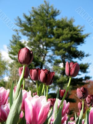 Tulips