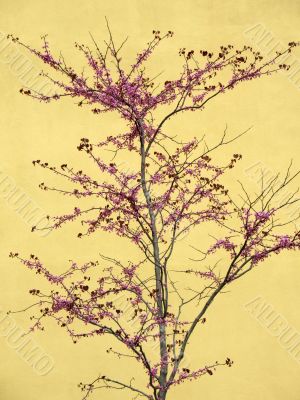 Cherry tree