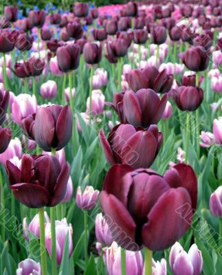 Tulips