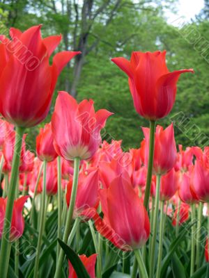 Tulips