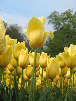 Tulips