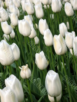 Tulips