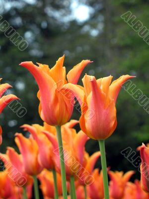 Tulips