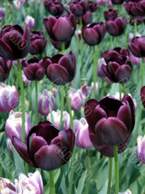 Tulips