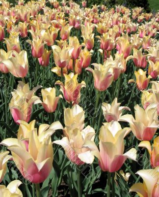 Tulips