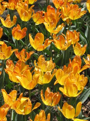 Tulips