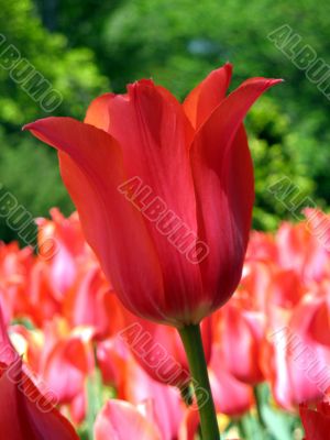 Tulips