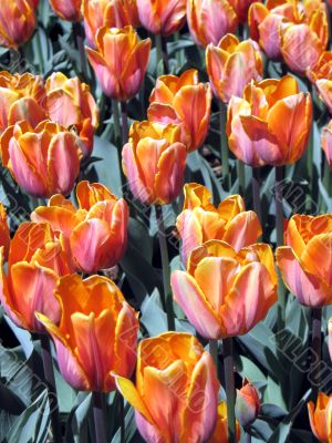 Tulips