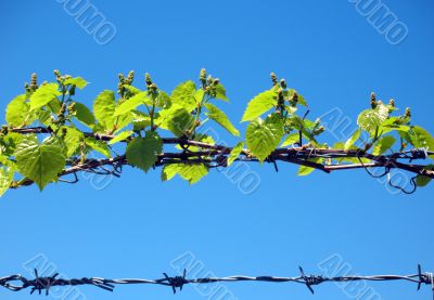Barbed Wire