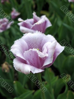 Tulips