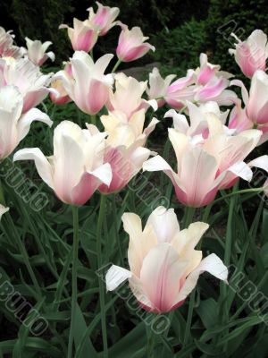 Tulips