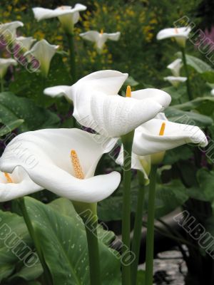 Calla-lily