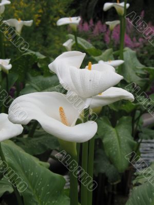Calla-lily