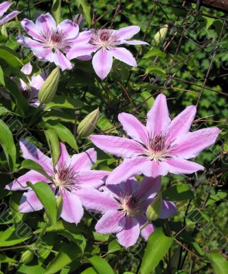 Clematis