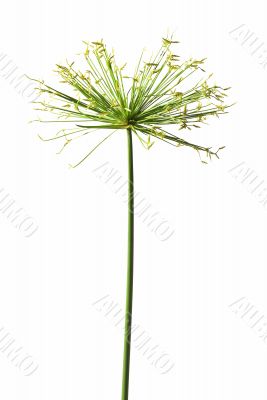 Lone Flower