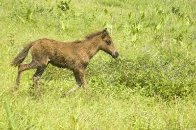 Foal