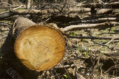 Forest Destruction
