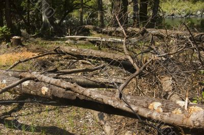 Forest Destruction