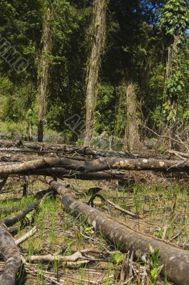 Forest Destruction