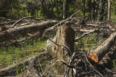 Forest Destruction