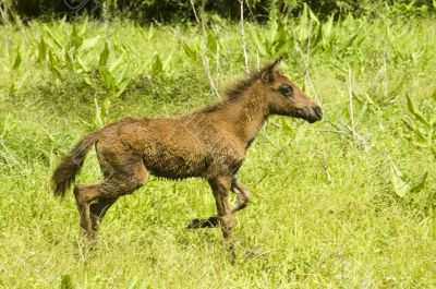 Foal