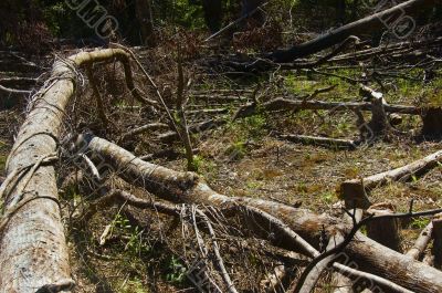 Forest Destruction