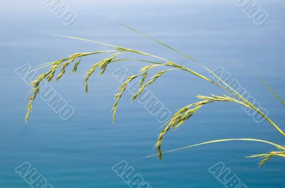 Grass
