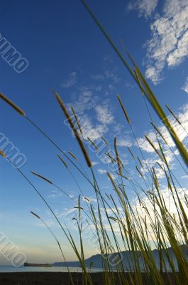Grass