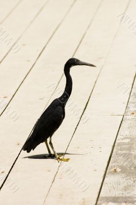 Heron