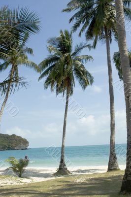 tropical beach