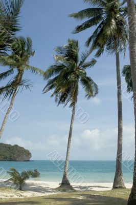 tropical beach
