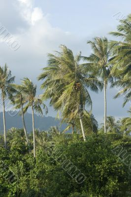 tropical island