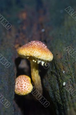Mushroom
