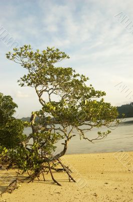 Mangrove Trees