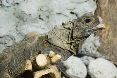 Monitor Lizard