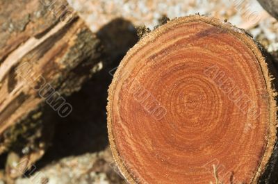 Log
