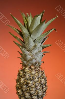 Pineapple Fruit