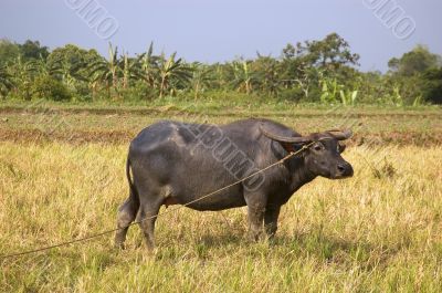 Philippine Carabao