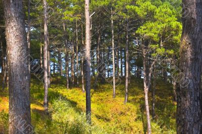 Pine Forest