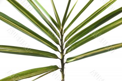 Palm Leaves