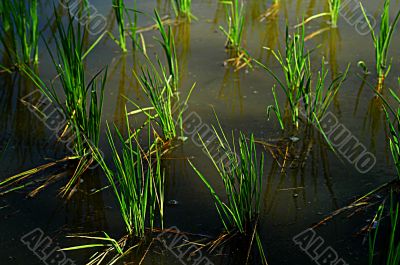 Rice Paddy