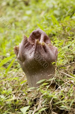 Rafflesia