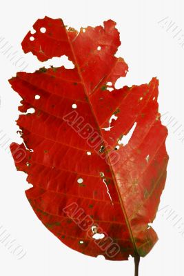Red Leaf