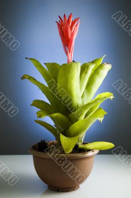 Red Flower