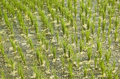 Rice Paddy