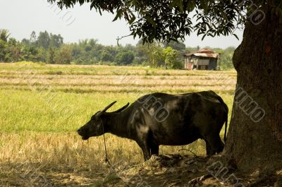 Carabao