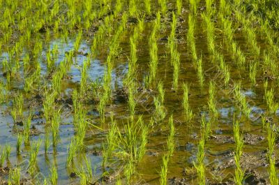 Rice Paddy