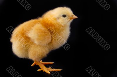 Small chicken