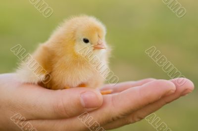 Small chicken on hand