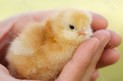 Small chicken on hand